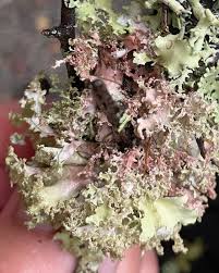 Image result for Scleria foliosa