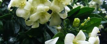 A flower is a naturally occurring plant that occurs in various forms and colors. Murraya Chinese Box Lakeview Jasmine Orange Jessamine Murraya Paniculata Lakeview