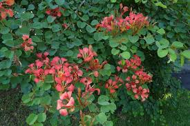 Image result for Bauhinia galpinii