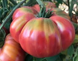 Apr 12, 2021 · even many dwarf tomato varieties are indeterminate. Watermelon Beefsteak Organic Tomato Seeds Tomatofest