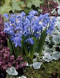 Flowering for a remarkably long time they bear clusters of bloom spikes that offer scented deep blue flowers. Scilla Siberica Very Earlyflowering Blue Flowers Tulip Store