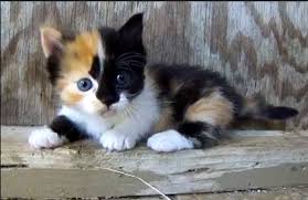 Black And White Tabby Cat Kitten Black White Ginger Munchkin Kitten Munchkin Kitten Kittens Cutest Cute Cat Breeds