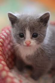 the itty bitty kitty committee kittens cutest cute animals cute baby animals