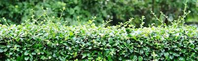 Hecke Schneiden Wie Wann Wie Oft Vivanno