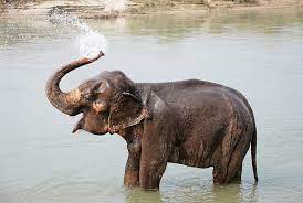 583 Elephant Spraying Water Stock Photos Pictures Royalty Free Images Istock