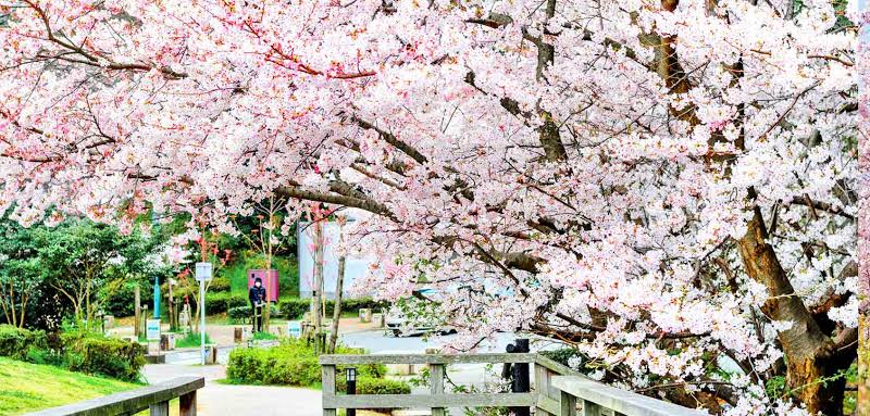 Mga resulta ng larawan para sa Sakura (Cherry Blossom) and Moss Pink in Gunma, Japan Spring"