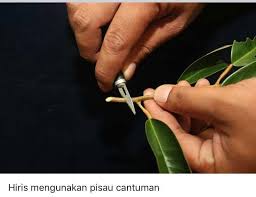 Demontrasi cantuman dewasa pokok durian dari bahagian pembangunan industri tanaman, serdang selangor. Cantuman Anak Pokok Durian Cara Ini Berjaya 100 Impiana