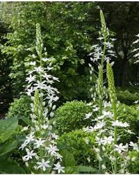 Image result for Ornithogalum pulchrum
