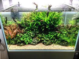 Beautiful Freshwater Aquarium Tank That Is Easy To Create And Maintain Freshwater Aquarium Plants Aquascape Aquarium Planted Aquarium
