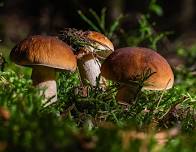 Composting Series: Fabulous Fungi