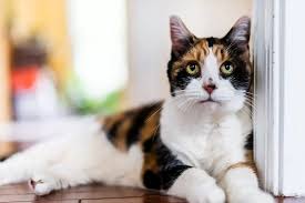 Calico Cat Facts