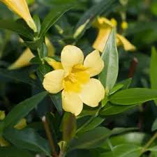 Image result for Gelsemium