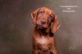Maybe you would like to learn more about one of these? Downfield Studio Pet Photography Facebook