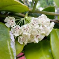 Image result for Grona afra