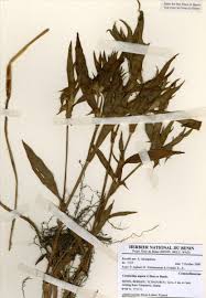 Image result for Commelina nigritana