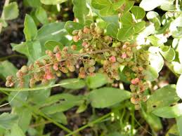 Image result for Searsia natalensis