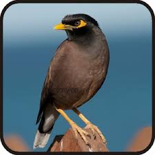 Kicau Burung Jalak Nias Terbaru 1 0 Apk Androidappsapk Co