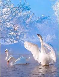 Cisnes Panosundaki Pin