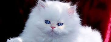 Jaemak kittens (cfa) jaemak2020@gmail.com virginia, usa himalayan kitten colors: Himalayan Kittens For Sale Himalayan Cat The Persian Kittens