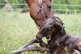 Brand New Newborn Baby Horse Mother Louisiana By Jennifer Erickson Photo Stock Snapwire