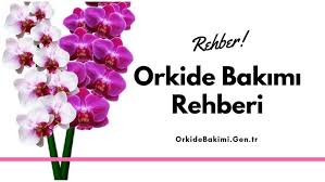 Orkide Bakimi Orkideler Sulama Cicek