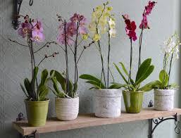 Curare le orchidee in casa richiede costanza e impegno: Come Far Fiorire Le Orchidee