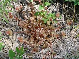 Image result for Clutia monticola