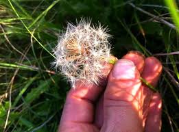 Wild Weed Paper by Wild Stories