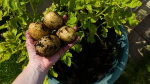 Plant potatoes when the soil temperature is at least 50°f. How To Grow Potatoes In A Pot Simplemost