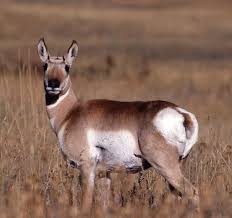 Though not an antelope, it is often known colloquially in north america as the american antelope, prong buck. Wildlife Identification Moose Elk And Pronghorn