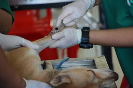We did not find results for: Emla Cream For Safe Low Stress Blood Draw Foote Friends Dr Sally J Foote Dvm