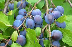 Varieties of insititia are found across europe, but the name damson is derived from and most commonly applied to forms that are native to great britain. Dwarf Damson Plum Plantnet Australia