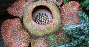 Rafflesia Arnoldii Produces The Largest Individual Flower In The World You Might Be Impressed By One Until You Corpse Flower Smelling Flowers Strange Flowers