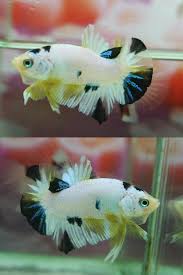 Fwbettashmp1504569689 Fancy Koi A016 Betta Betta Fish Freshwater Aquarium Fish