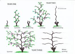 Image result for grape pruning