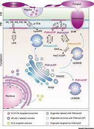 In plants, prominent examples are the receptor kinases to detect these microbes, plant cells have proteins called pattern recognition receptors in their surface membranes that sense certain molecules from. Coordination Of Phospholipid Based Signaling And Membrane Trafficking In Plant Immunity Trends In Plant Science