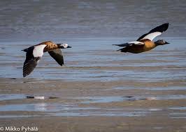 Black Bird With White Stripes On Wings And Tail South Africa South African Shelduck Dh Mp Jpg 1920 1372 South African Birds Bird Pictures African