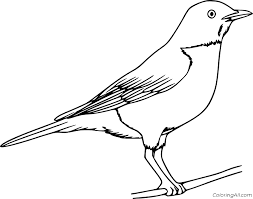 It is found in asia, europe and north america. Robin Coloring Pages Coloringall