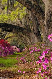 Magnolia Gardens Charleston Sc South Carolina 2 By Deb Snelson Beautiful Nature Magnolia Gardens Beautiful Landscapes