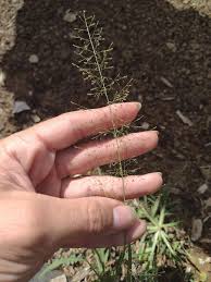 Image result for Sporobolus tenuissimus