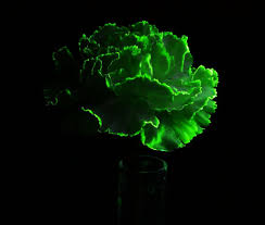 We did not find results for: How To Make Glowing Flowers