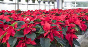 During the holidays, poinsettias are a popular christmas plant. 6 Holiday Plants That Are Dangerous To Pets Petcoach