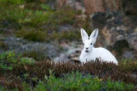 The arctic hare's incisors (front teeth) never stop. Arctic Hare Facts For Kids Information Pictures Video