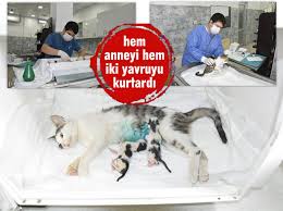 Balikesir In Kedileri De Cok Sansli