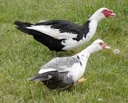 Birds That Dont Fly Confusing Domestic Ducks Muscovy Duck Duck Breeds Duck Pictures