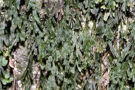 Image result for Polyphlebium