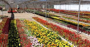 Check spelling or type a new query. Malanseuns Pleasure Plants Plesierplante