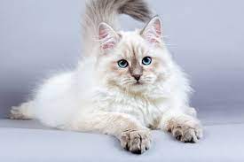 Characteristics Of Siberian Cats Lovetoknow