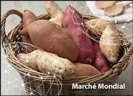 Même si la récolte de patates douces s'effectue comme celle des pommes de terre, il ne faut pas les confondre. Marche Mondial La Patate Douce