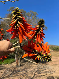 Image result for Erythrina abyssinica × lysistemon
